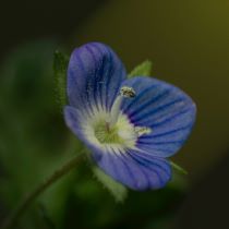 Image of blue flower