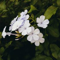Image of small blue white flowers