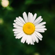 Image of daisy flower