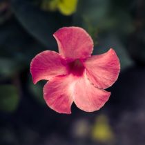 Image of dark pink flower