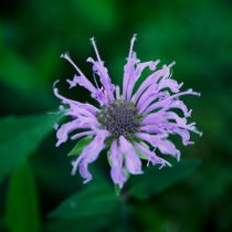 Image of light purple flower