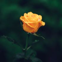 Image of orange rose