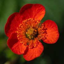 Image of red flower