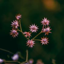 Image of small red orange flowers