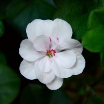 Image of white and pink flower